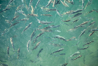 Fish swimming in sea