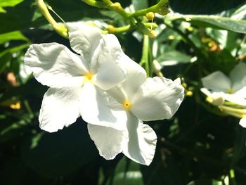 Close-up of flowers