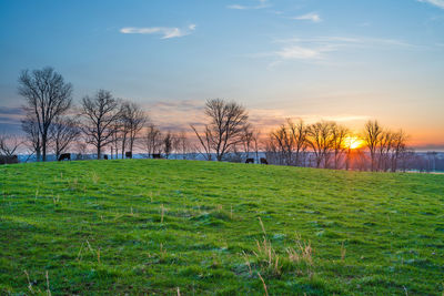 Bare trees on field against sky during sunset