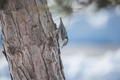 Close-up of bird perching on tree trunk