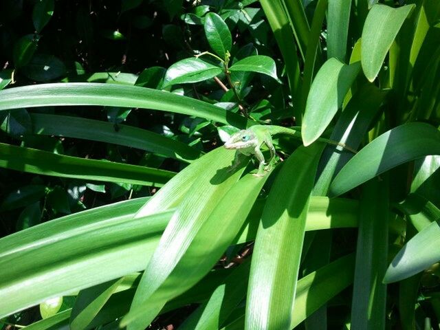 green color, growth, freshness, leaf, plant, close-up, nature, full frame, green, backgrounds, beauty in nature, no people, day, outdoors, fragility, field, growing, lush foliage, grass, high angle view