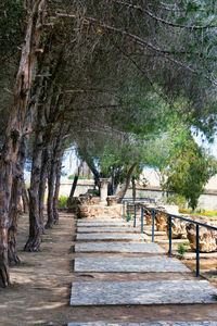 Footpath amidst trees in forest