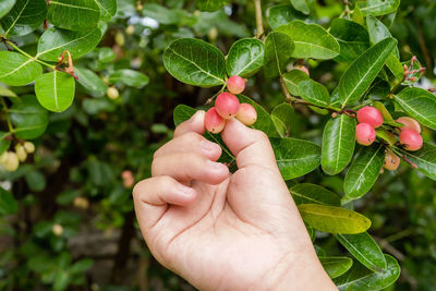 Cropped image of hand holding strawberry plant