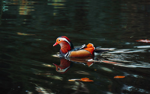 Duck swimming in lake