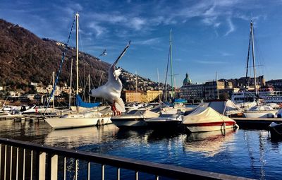 Sailboats moored in harbor