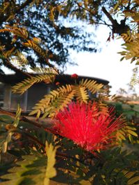 Low angle view of leaves on tree