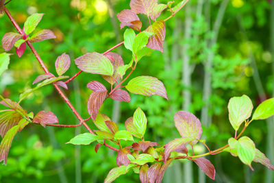 Close-up of flowering plant leaves