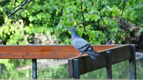 Close-up of bird perching on railing