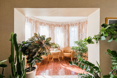 Potted plants on table at home