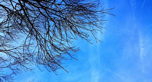 Low angle view of bare trees against blue sky