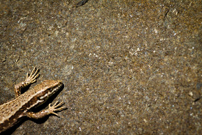 Close-up of lizard