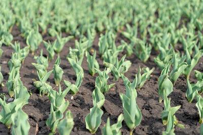 Plants growing on field