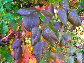 Close-up of leaves in autumn