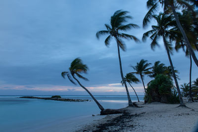 Palm trees on beach against sky