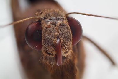 Close-up of fly