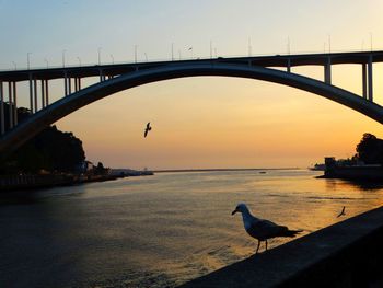 Seagull perching on bridge over sea against sky during sunset