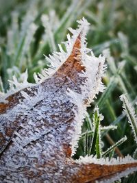 Close-up of frozen plant on field