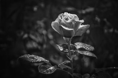 Close-up of rose blooming