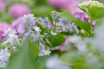 Close-up of white flowering plant