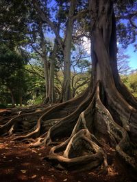 Trees in forest