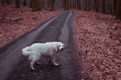 View of a dog walking on road