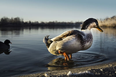 Duck swimming in lake