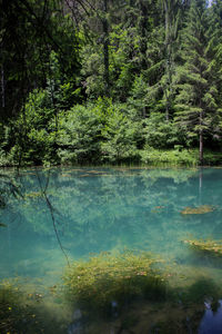 Scenic view of lake by trees in forest
