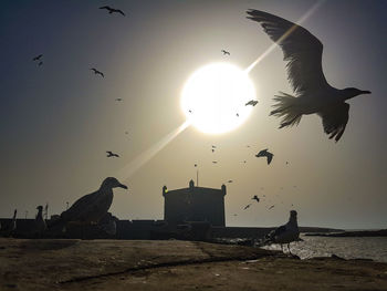 Low angle view of seagulls flying over sea