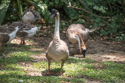 Geese on field