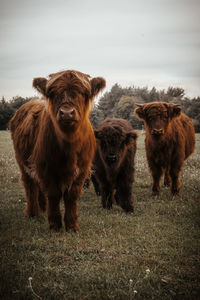 Cows in the field.