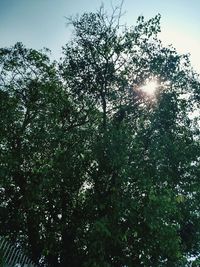 Low angle view of sunlight streaming through tree