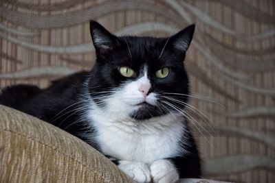 Close-up portrait of cat sitting