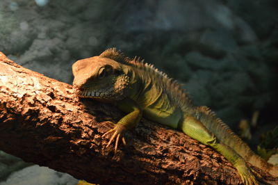 Close-up of iguana on tree