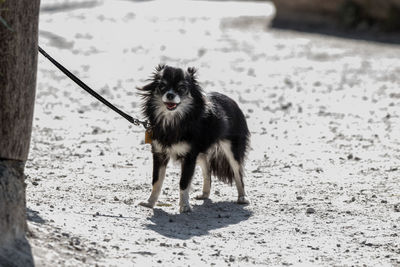 Dog standing on land