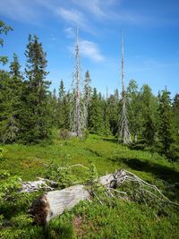 Scenic view of trees growing on field against sky