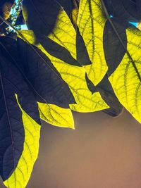 Close-up of yellow maple leaf