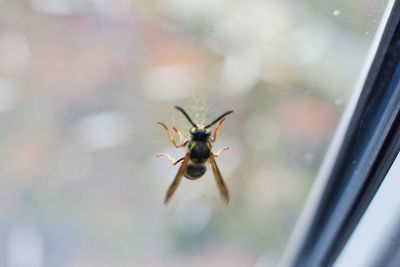 Close-up of insect on glass window