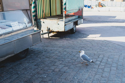 Close-up of bird at market place