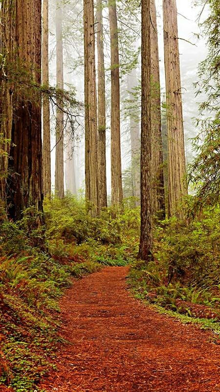 tree, the way forward, tree trunk, forest, tranquility, woodland, tranquil scene, nature, growth, beauty in nature, footpath, diminishing perspective, scenics, pathway, non-urban scene, dirt road, narrow, vanishing point, landscape, day