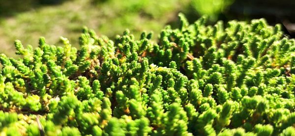 Close-up of green plants