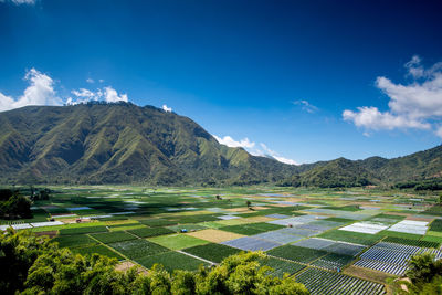 Scenic view of agricultural field against blue sky