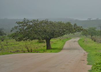 Road amidst trees against sky