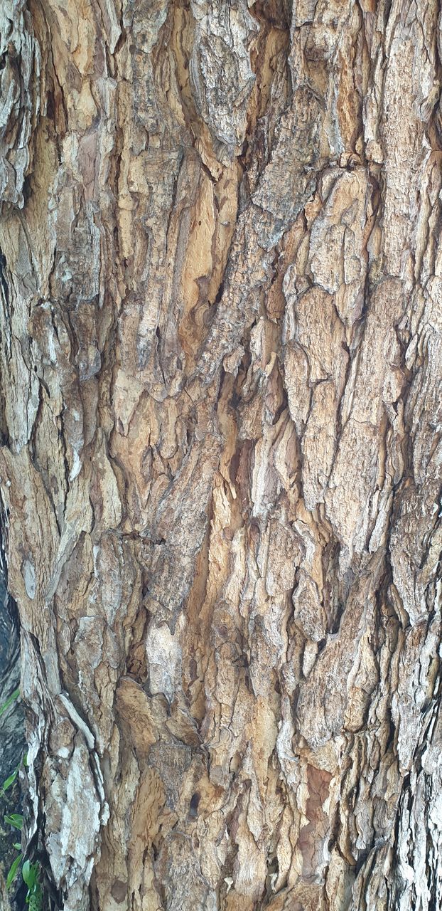 FULL FRAME SHOT OF TREE TRUNK WITH ROCKS