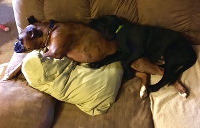 Close-up of dog sleeping at home