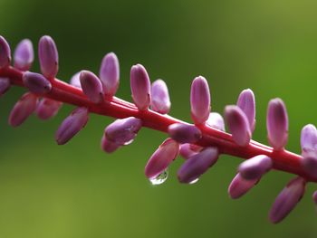 Close-up of plants