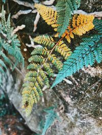 Close-up of lichen on tree branch