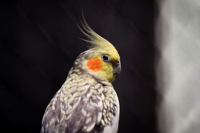 Close-up of parrot