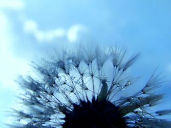 Low angle view of flowers against sky