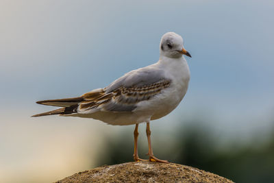 Seagull perching on a bird