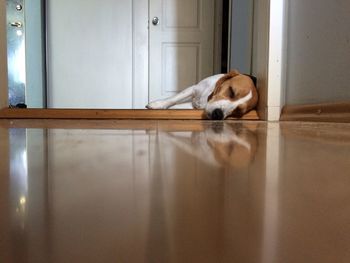 Dog resting on wooden floor